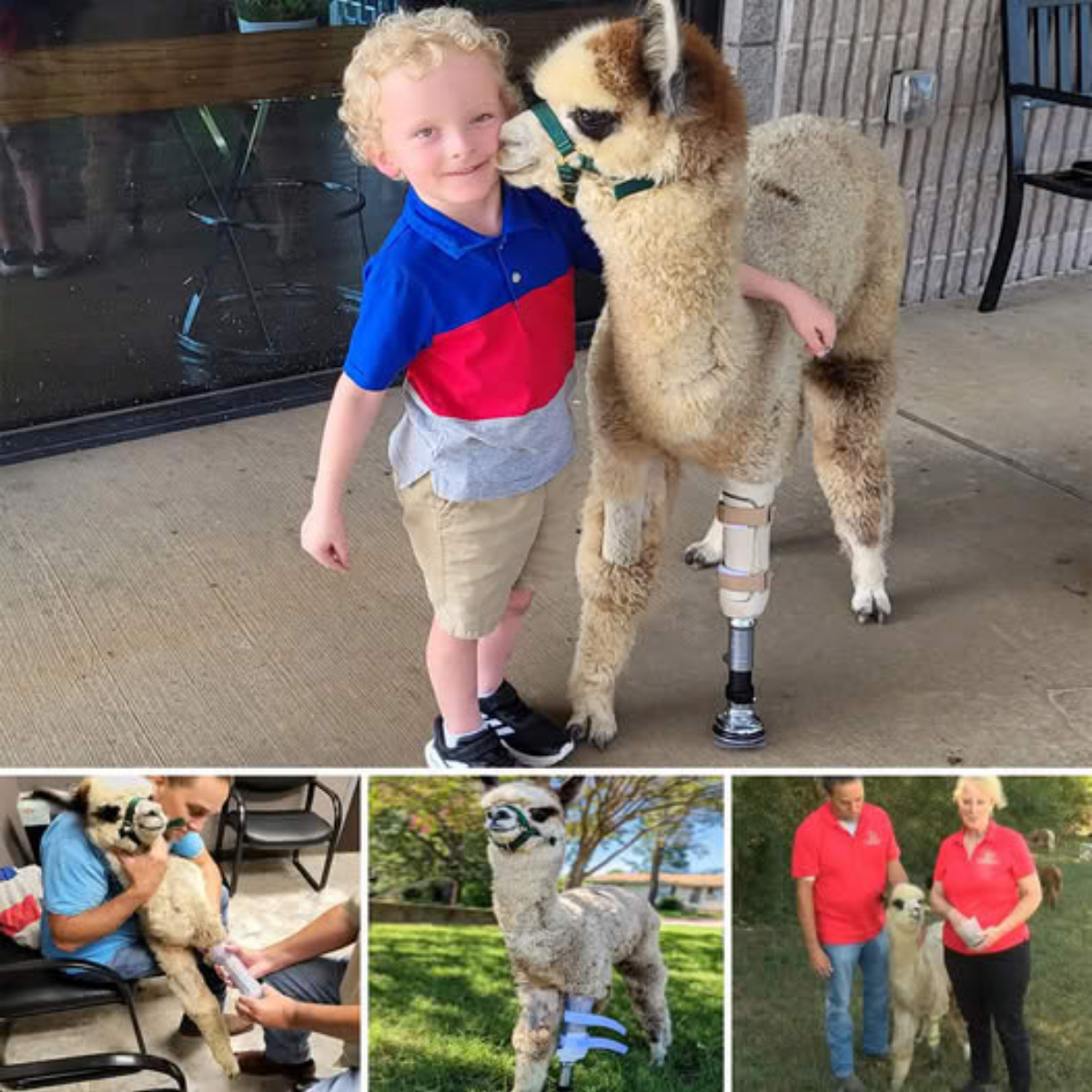 Guardian Angel: Stray Dog in Argentina Keeps Abandoned Baby Warm All Night, Saving His Life with Unwavering Love