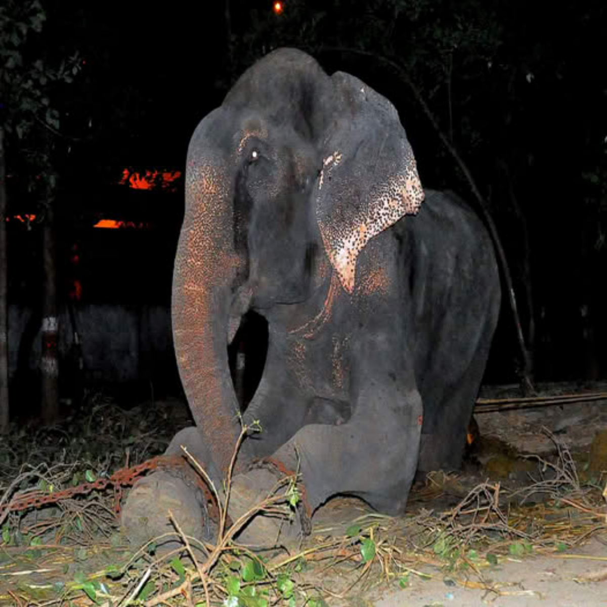 A painful cry for help came to us when we learned about a mother elephant in dire condition on the Chyulu hills