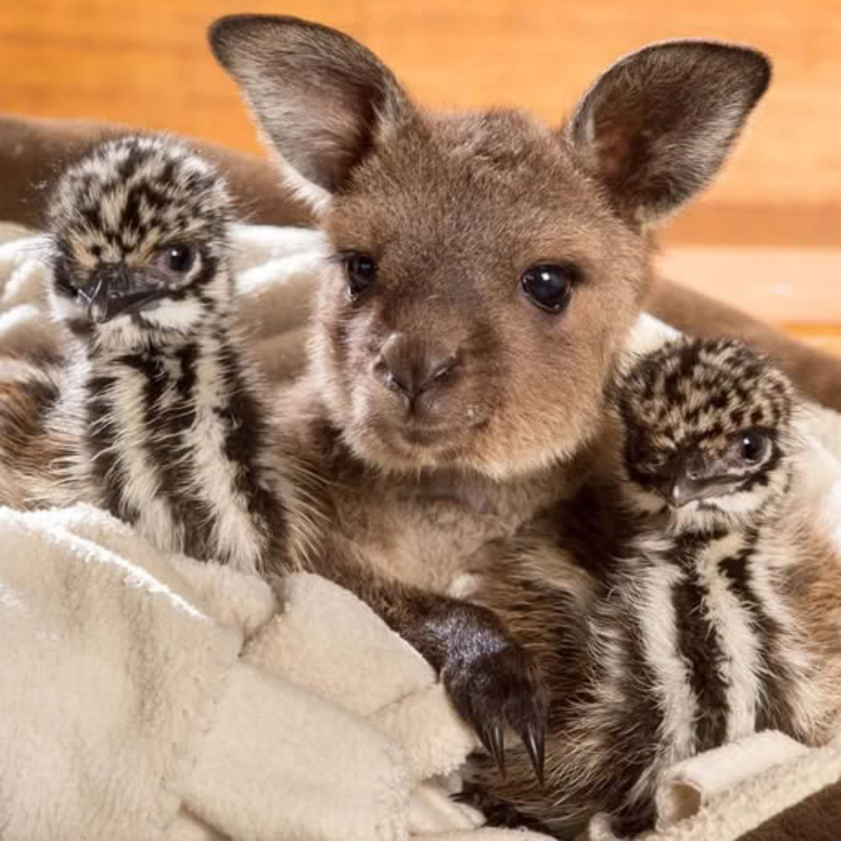 Unlikely Best Friends: Orphaned Baby Kangaroo Bonds with Two-Day-Old Ostrich Chicks After Heartwarming Rescue from Wolves