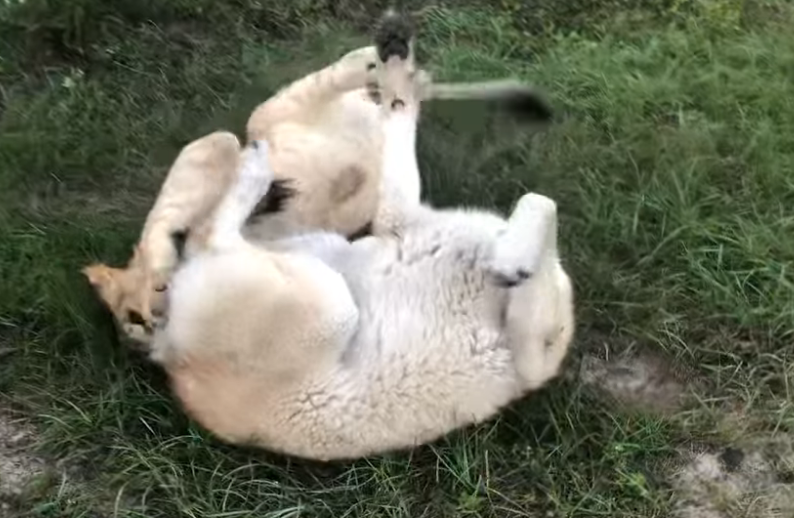 ¡Injusticia y Dolor! Pitbull Sobrevive al Infierno de Ser Apedreado por Niños, Anhelando Solo un Poco de Amor