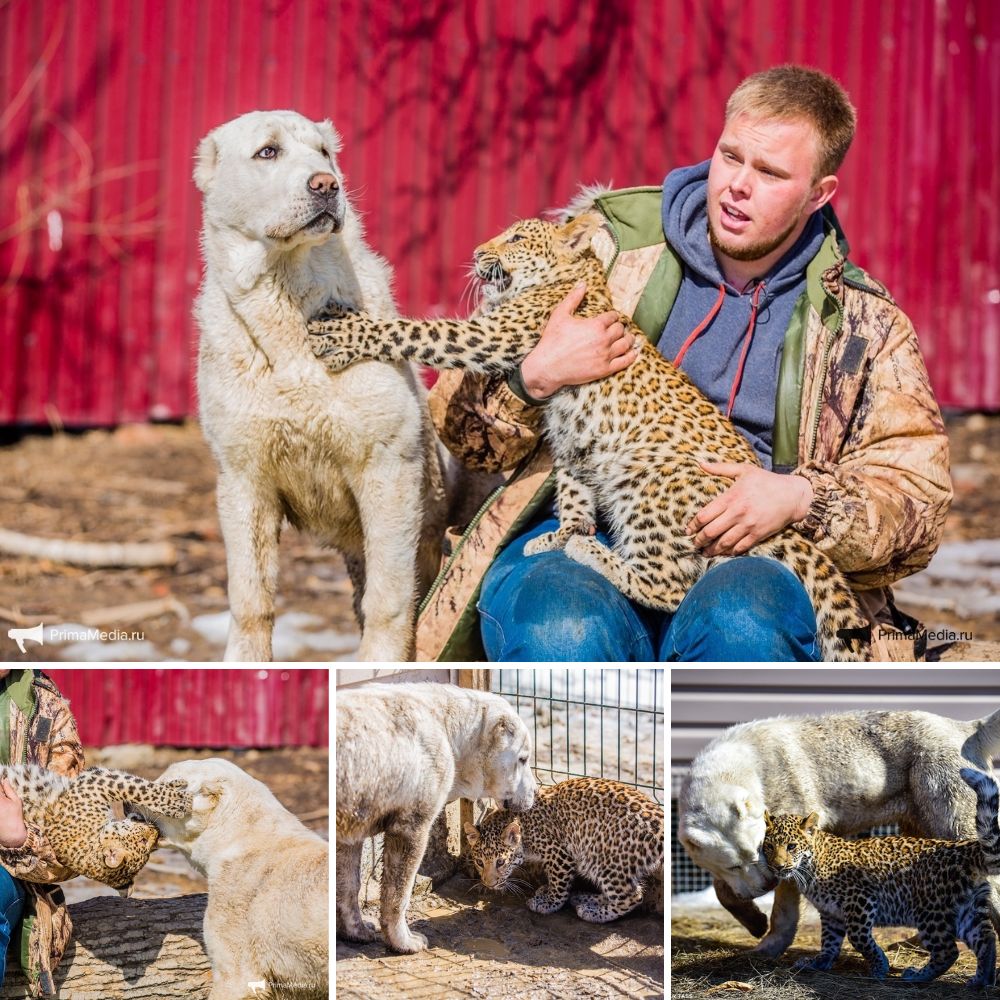 A Terrified Pride of Lions Braves Water to Ambush a Helpless Wildebeest—A Heart-Stopping Struggle for Survival Unfolds