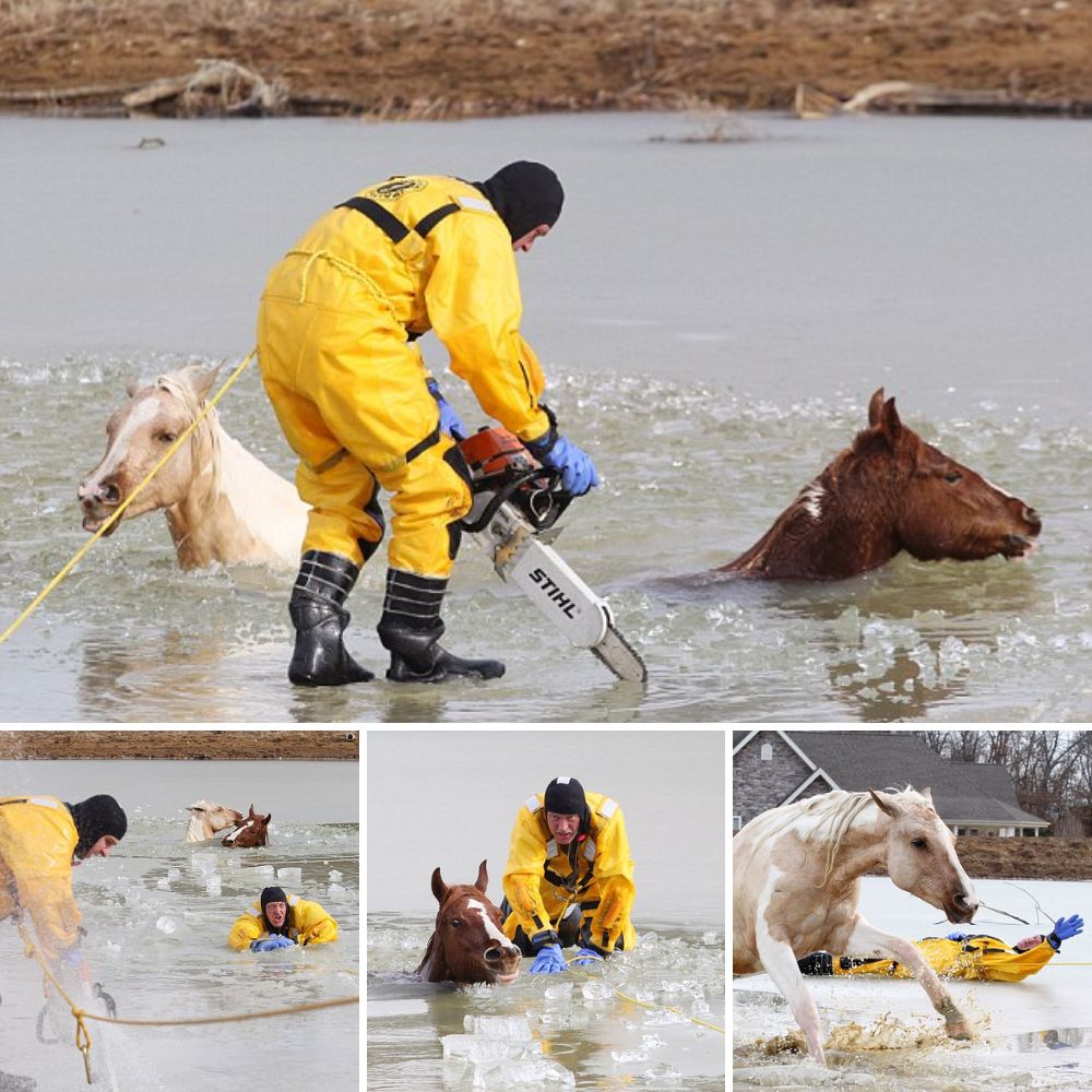 Un milagro en su vida: Perrito esquelético y al borde de la muerte encuentra un ángel que le devolvió la esperanza