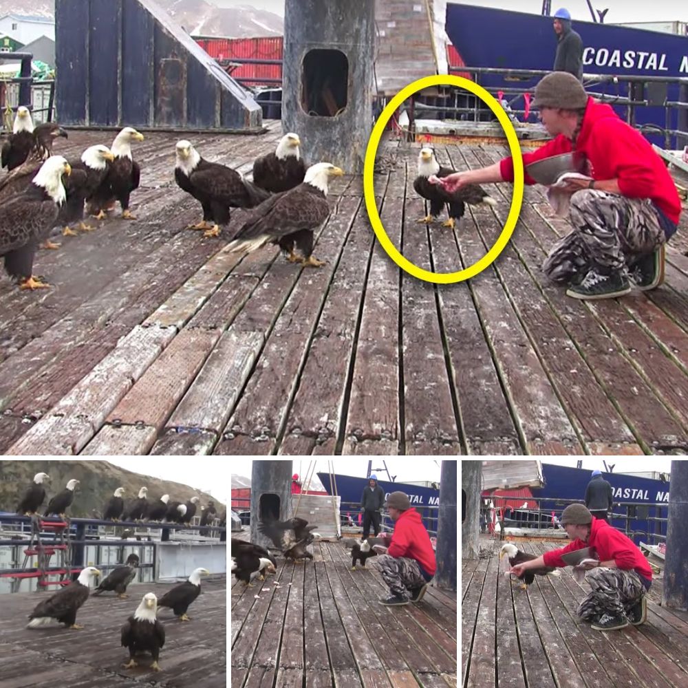 Salvan a una Valiente y Amorosa Perrita Desnutrida que Luchaba con el Alma por Alimentar a sus 6 Cachorritos