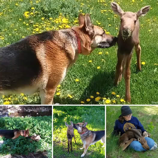 Love in Action: Couple Sacrifices Wedding Fund to Save an Injured Dog, Proving She Deserved a Second Chance