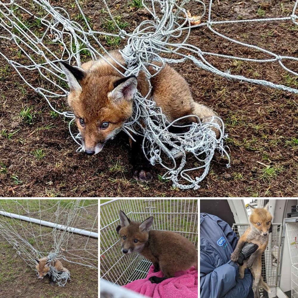 ‘Now You Can Eat’: Compassionate Rescuers Free a Deer Trapped in Ice, Restoring Its Strength and Offering a Second Chance