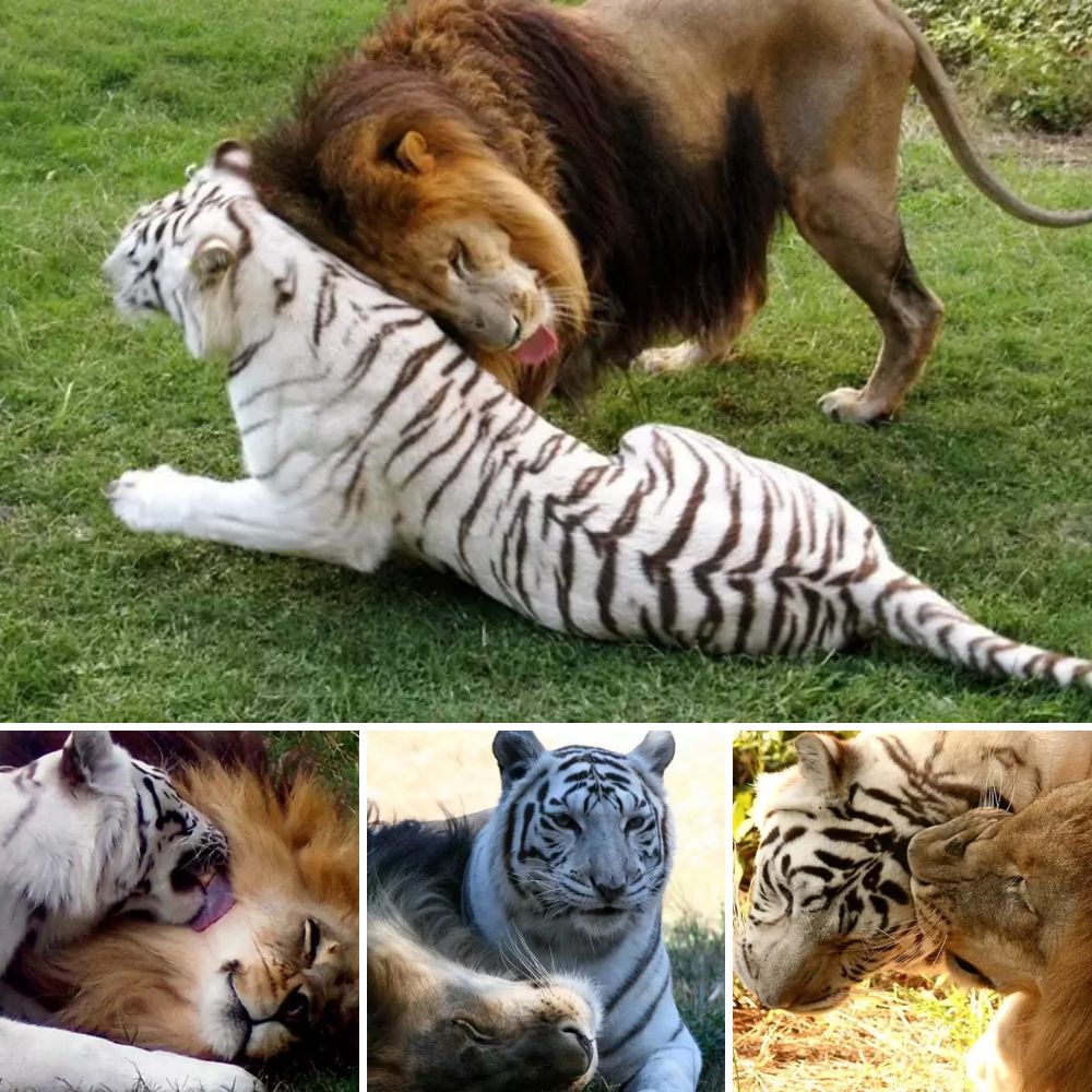 La Emotiva Historia del Nuevo «Hachiko»: Un Perrito Que Espera con Esperanza el Regreso de Su Dueño Perdido