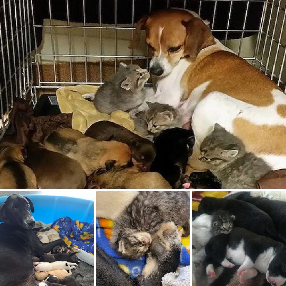 Un Final Feliz: Perrita Anciana Encuentra el Amor y un Hogar Permanente Tras 6 Años Esperando en un Refugio