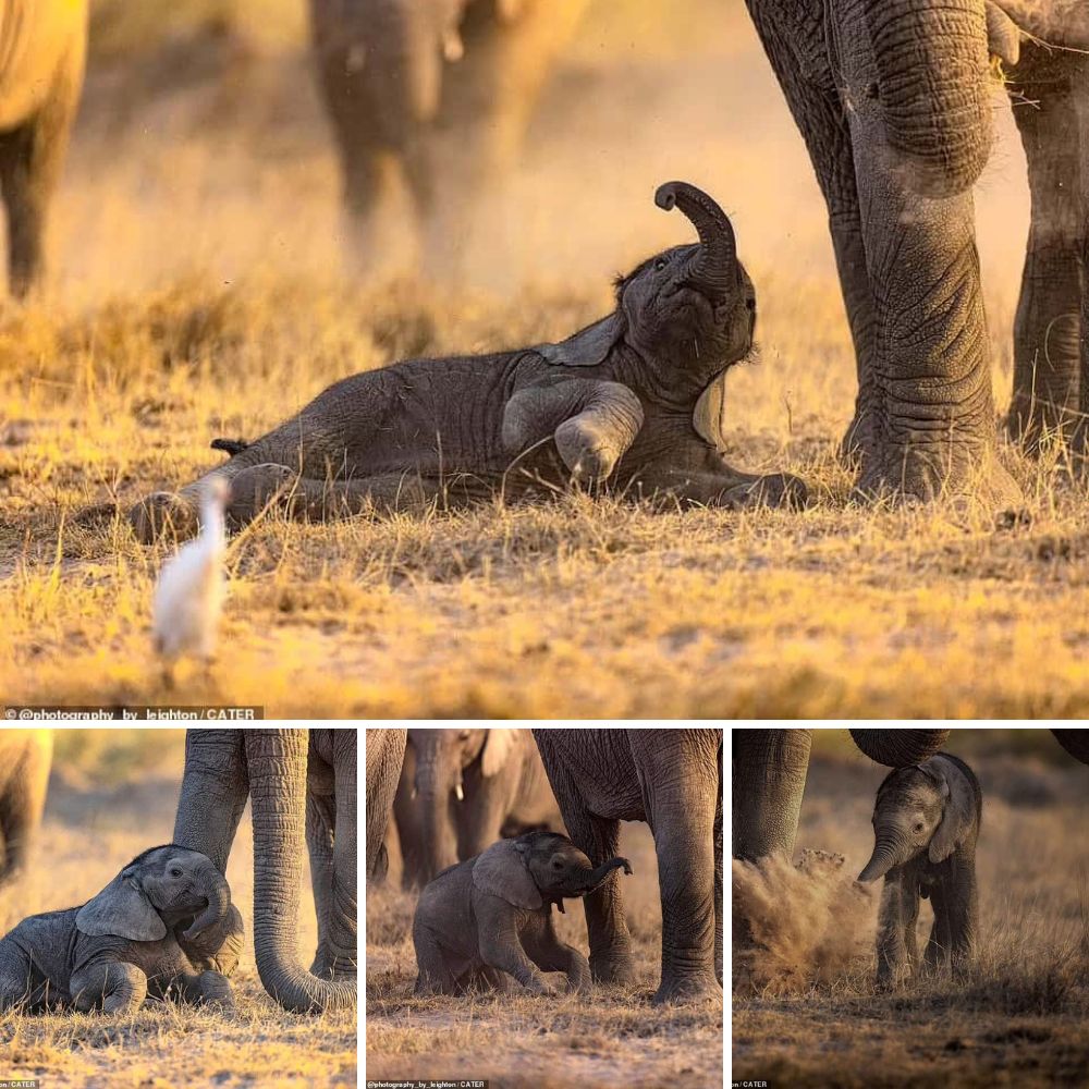 An interesting series of photos captured the heartwarming moment when a baby elephant, still learning to walk, stumbled to keep up with the herd.