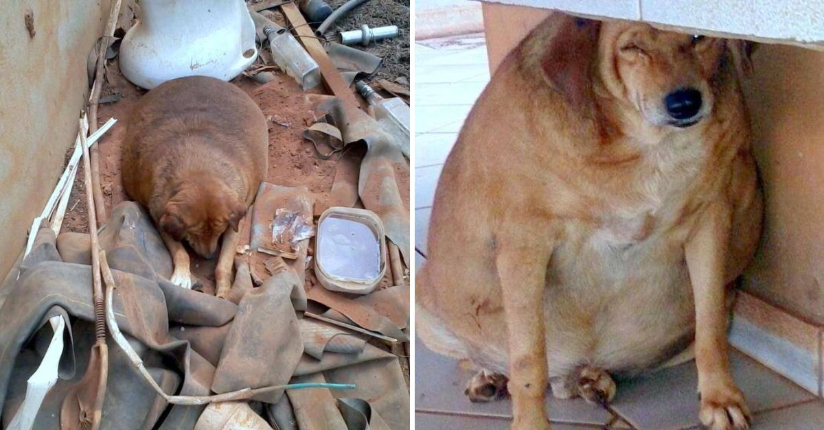 Ridiculizada y Olvidada: Perrita Callejera Sufre en Silencio Hasta que un Corazón Bondadoso Cambia su Destino para Siempre