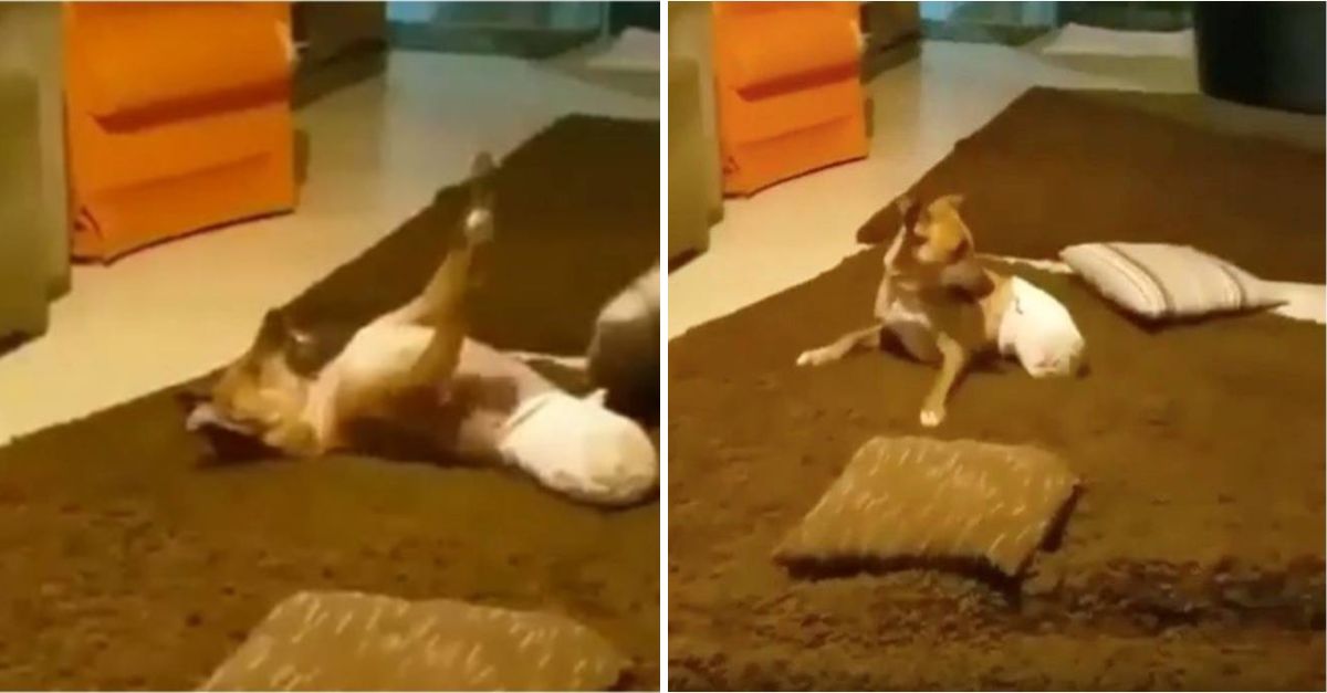 A Dog with Broken Paws but an Unbreakable Spirit Fights for Life, Defying All Odds with Hope and Resilience