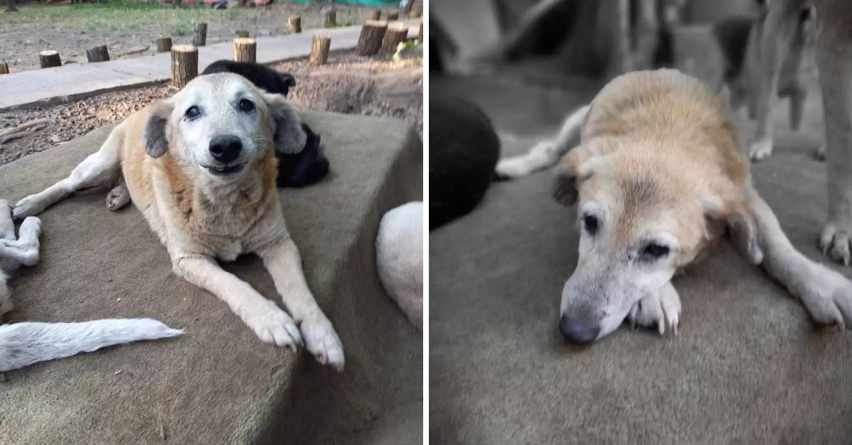 After 11 Long Years of Waiting, a Shelter Dog Finally Finds the Loving Home He Always Dreamed Of