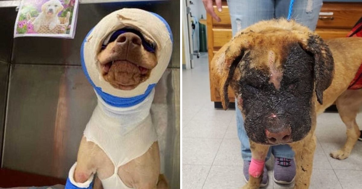 A Loving Dog Forgives the Boy Who Hurt Him, Fighting Bravely for His Life with Unbreakable Spirit and Kindness