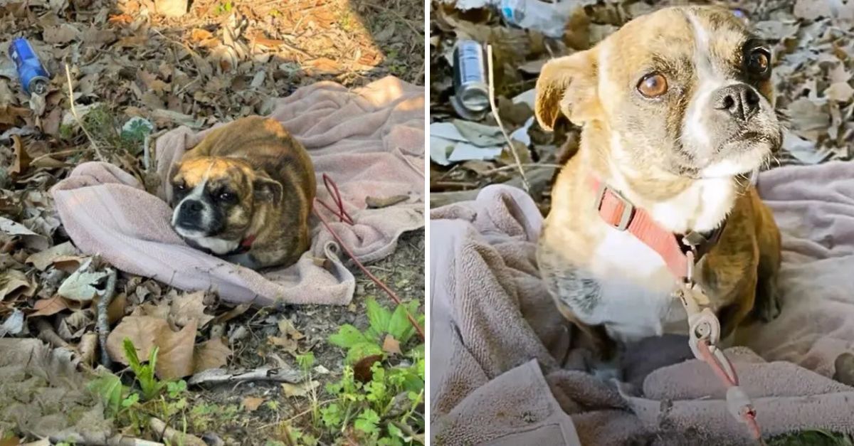 Temblando de frío y miedo, su manta hecha jirones no podía ocultar la tristeza en sus ojos claros y suplicantes