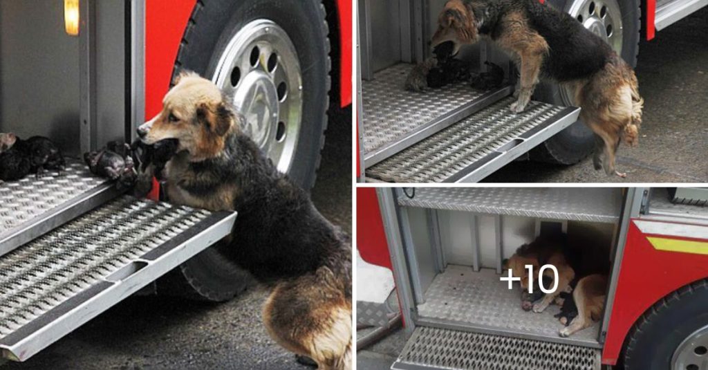Unbreakable Bond: Heroic Mother Dog Braves Raging Flames to Save Her 10 ...