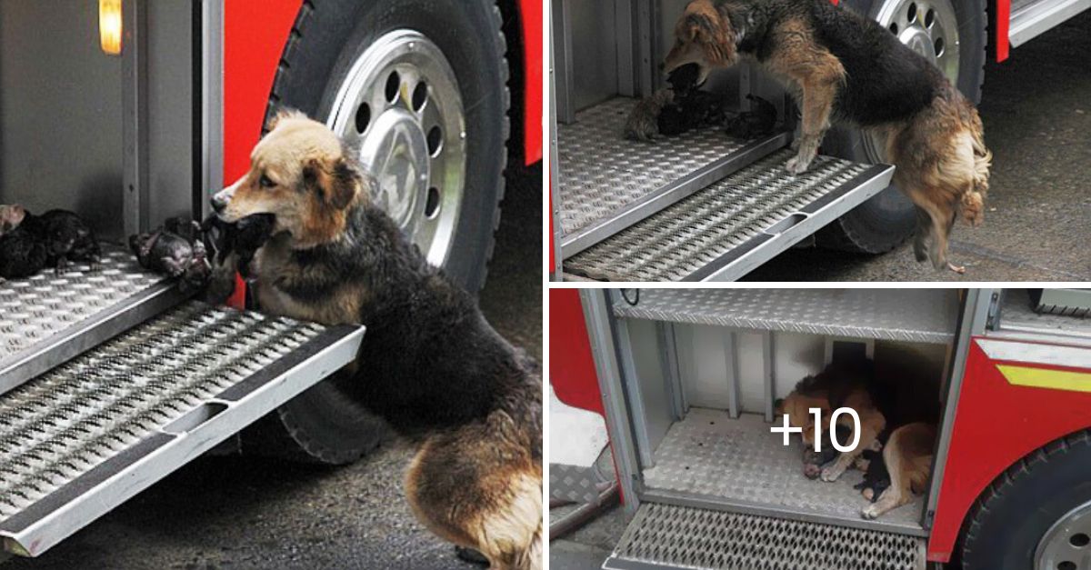 Unbreakable Bond: Heroic Mother Dog Braves Raging Flames to Save Her 10-Day-Old Puppies from Certain Death