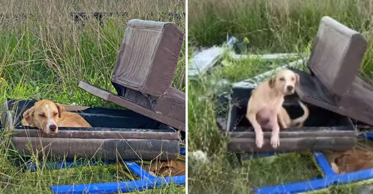 Impactante Realidad: Un Perro Abandonado Llama Hogar a un Viejo Sofá Entre Montones de Basura y Desolación