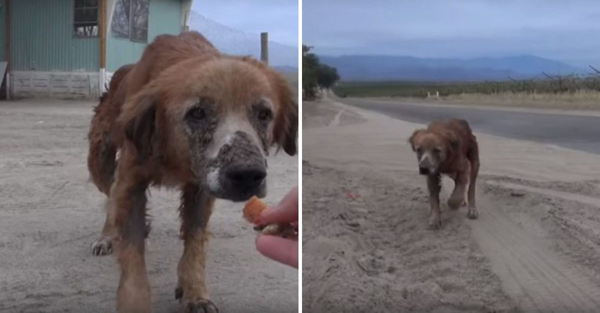De Miedo a Esperanza: Pax, el Perro que Pasó de la Soledad a Jugar Feliz en su Nuevo Hogar