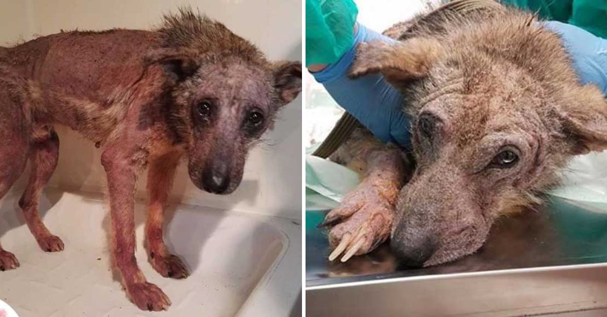 Heartbroken and Hurt, a Dog Finds Hope Again—Love and Care Help Him Heal, Proving the Incredible Power of Compassion