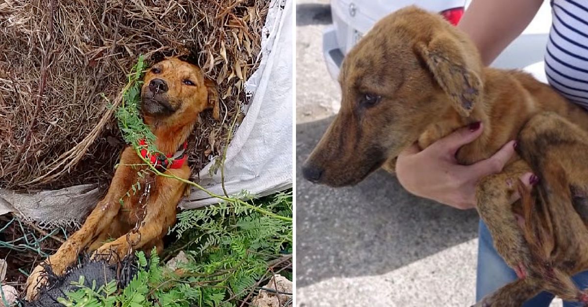 Abandonado al borde del camino, encontró amor donde menos lo esperaba y comenzó un conmovedor viaje hacia la sanación