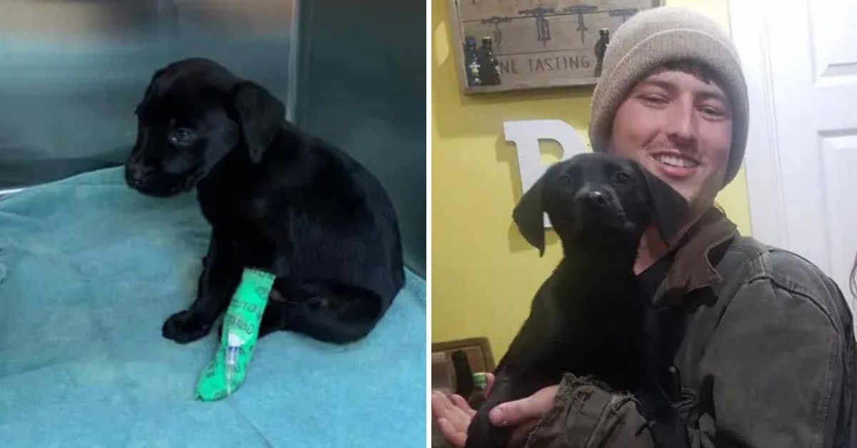 Deaf Man Adopts a Deaf Puppy, Forming an Unbreakable Bond Through Love and Sign Language