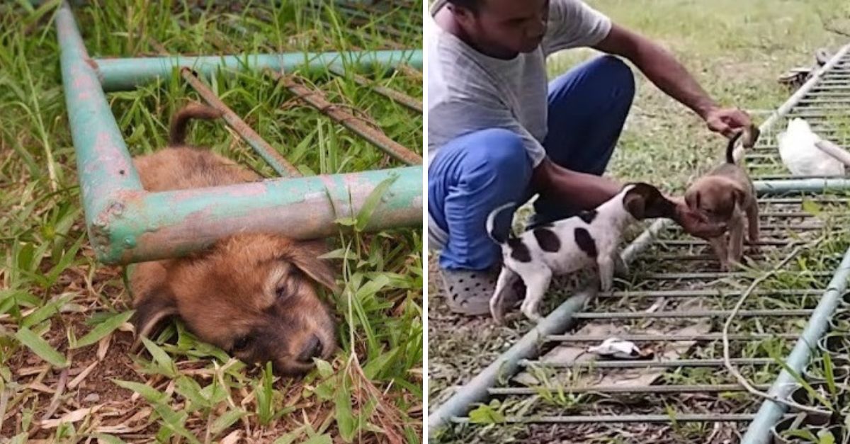 Cachorrito indefenso queda atrapado bajo una pesada puerta de hierro y gime de dolor hasta perder el conocimiento