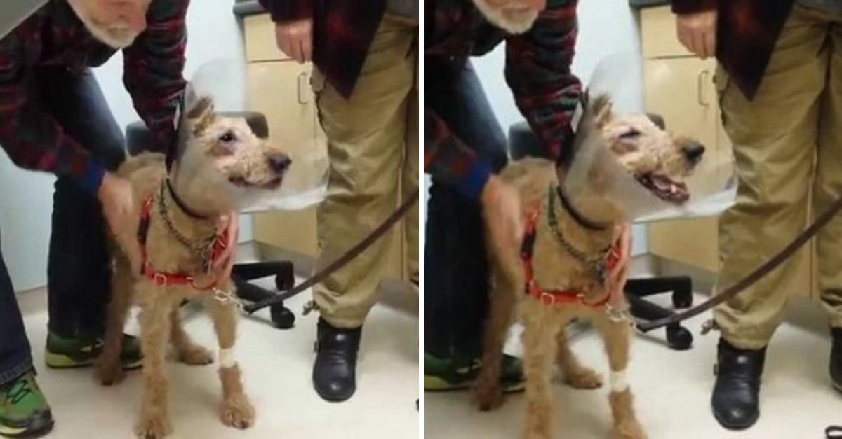 Blind Dog Sees His Family for the First Time After Surgery – His Overwhelming Joy Will Melt Your Heart