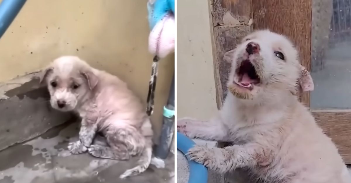 From Despair to Hope: Tiny Puppy Willow, Abandoned and Crying in Pain, Finds a Second Chance at Love and Safety.