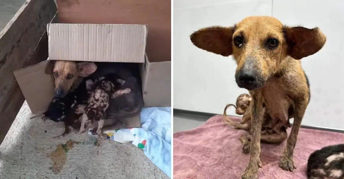 Un Amor Inquebrantable: La Valiente Madre Perra que Protegió a sus Cachorros Abandonados Contra Todo Pronóstico