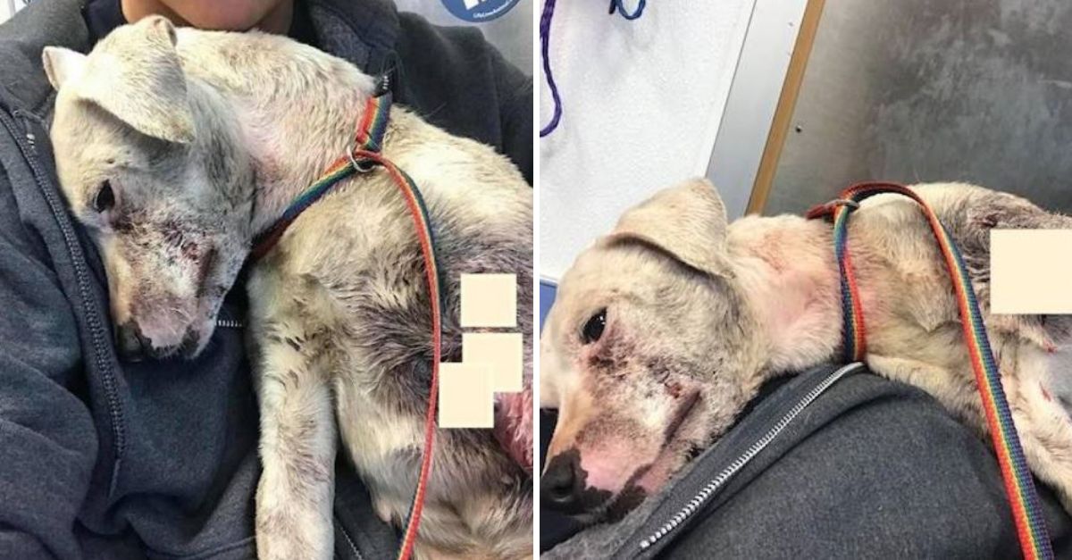 Tras días vagando sin rumbo, el perro encontró un hogar. Abrazó a su nuevo dueño y pensó: ‘¡Por fin tengo una familia!