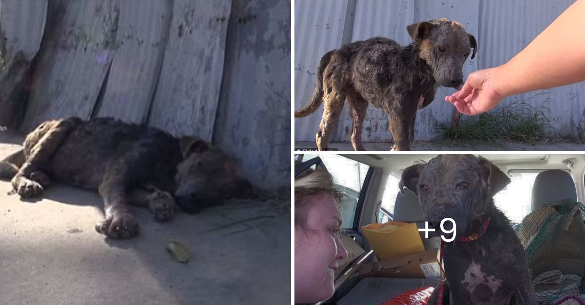 From Despair to Hope: Dying Stray Dog Rescued in L.A. Finds Love and a Second Chance in Heartwarming Recovery Video