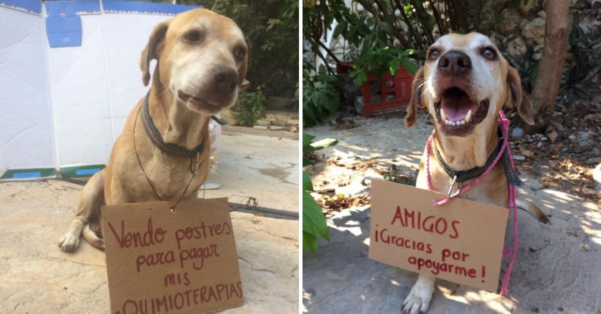 Un Perrito Lucha por su Vida: Con un Tumor Delicado, Agradece con Amor a Quienes le Brindan Esperanza y Ayuda