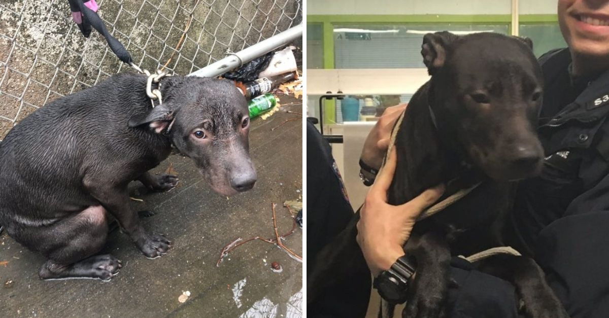 Rescatado pero condenado: Un policía salva a un pitbull desnutrido, solo para descubrir que su vida pende de un hilo