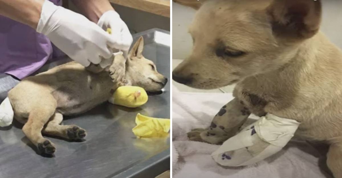 Atropellada y al borde del abismo: una cirugía urgente era su única esperanza, pero el tiempo se agotaba