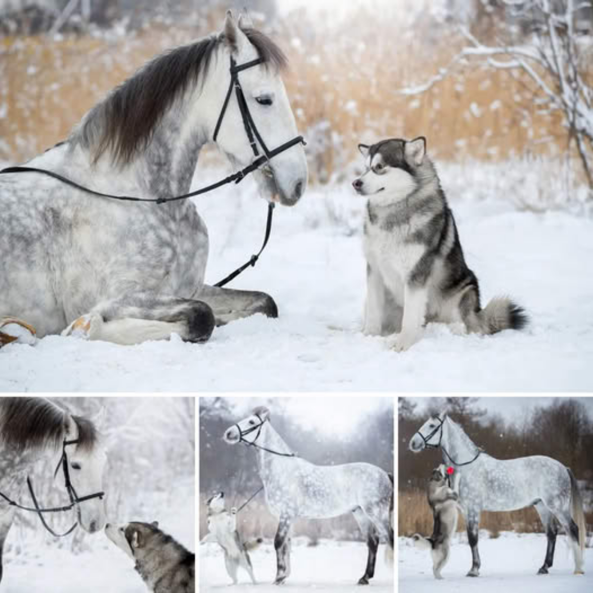 Gray Horse and Alaskan Dog Form an Instant Bond, Star in іпсгedіЬɩe Snowy Photoshoot