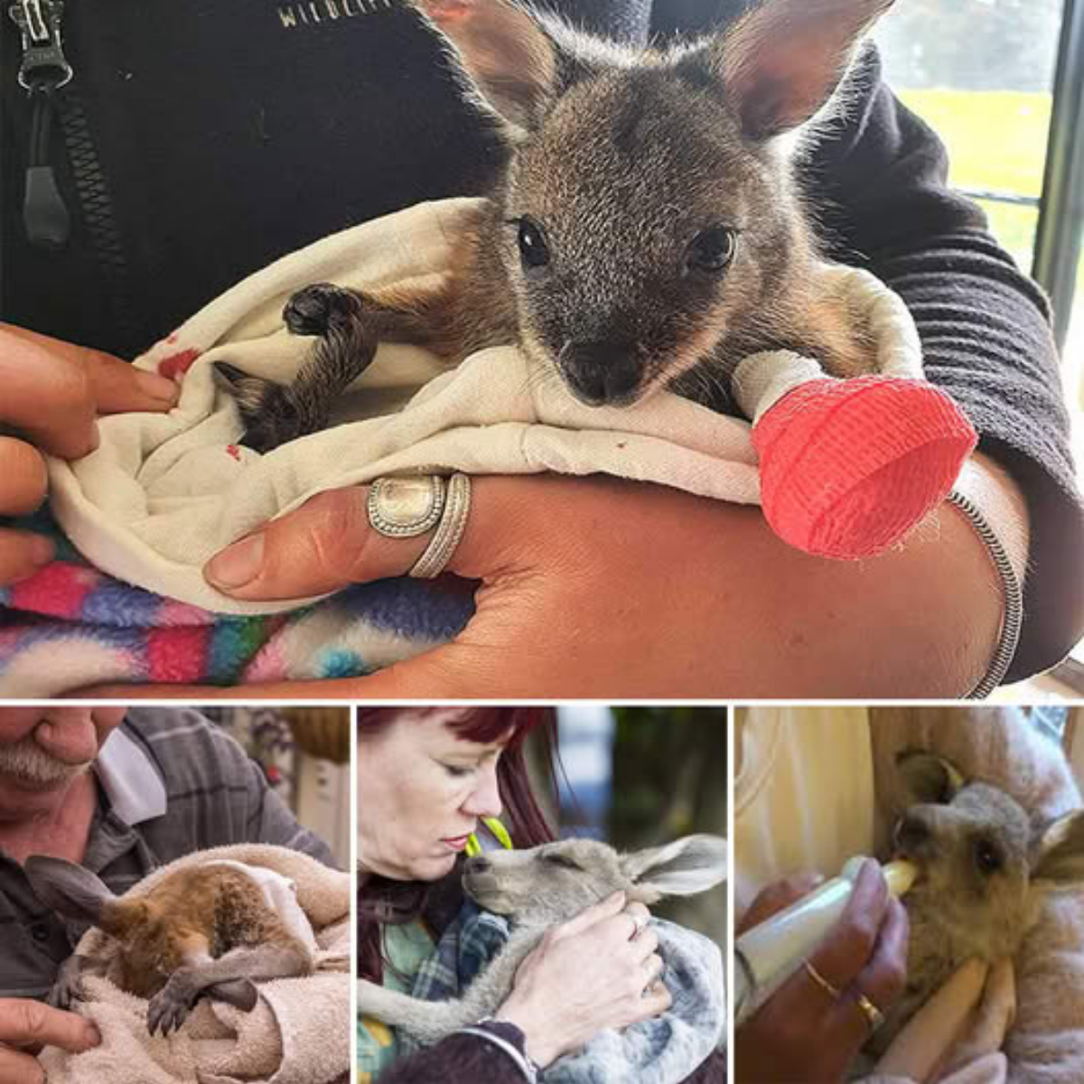 Meses de Lealtad: El Perro que Esperó en 7-Eleven Hasta que el Destino le Regaló un Nuevo Hogar