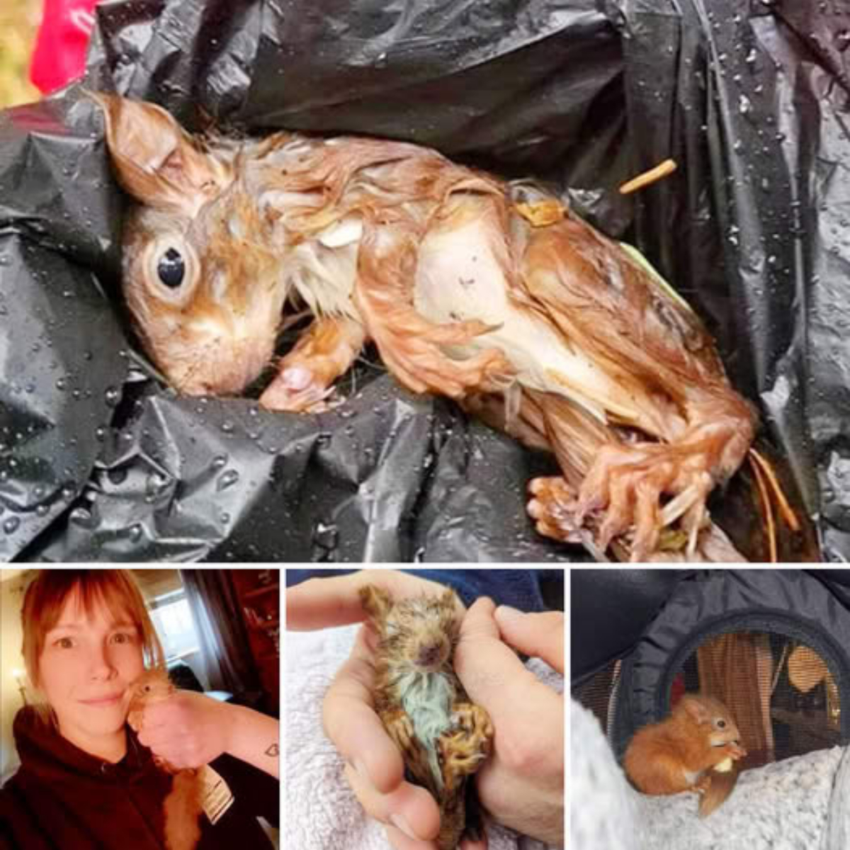 Meses de Espera en 7-Eleven: Un Perro Fiel y la Esperanza que Cambió su Destino