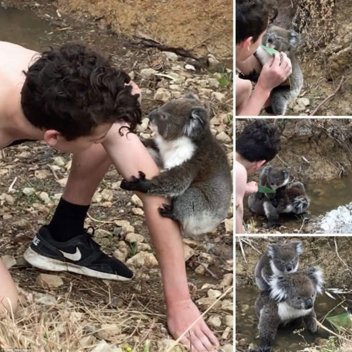 I really want to hug you! Adorable moment when a baby koala climbs from its mother’s back to hug a kind boy after being given a leaf.video