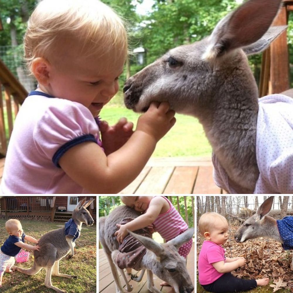 Un Perrito Leal No Se Aparta de su Amiga Embarazada, Implorando Ayuda para Salvarla