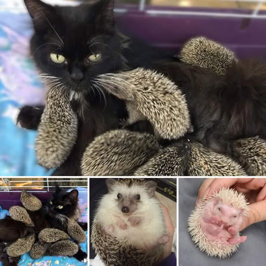 A Paraplegic Dog and a Tiny Piglet Form an Unbreakable Bond—A Heartwarming Friendship Blossoms at an Animal Sanctuary