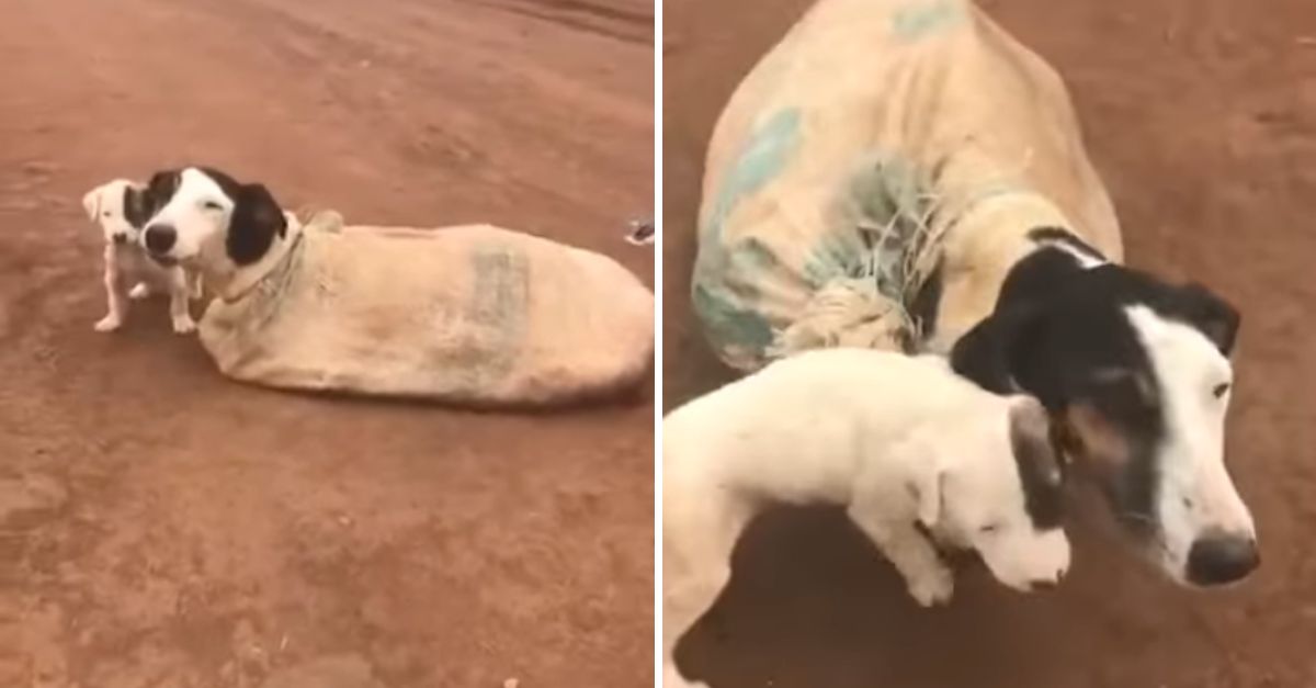 Perrita y Sus Cachorros, Atados en un Saco y Abandonados, Encuentran Esperanza en Manos de un Ángel