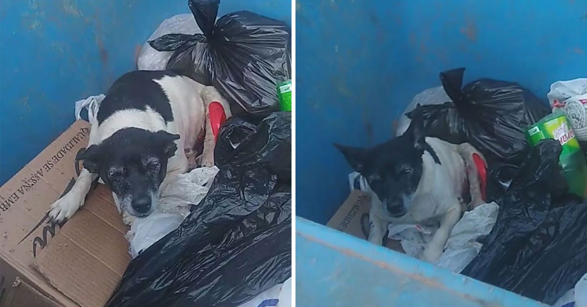 Lágrimas en la Calle: Perrito con Tumor Es Abandonado en un Contenedor, Pero Su Espíritu Se Niega a Ser Olvidado