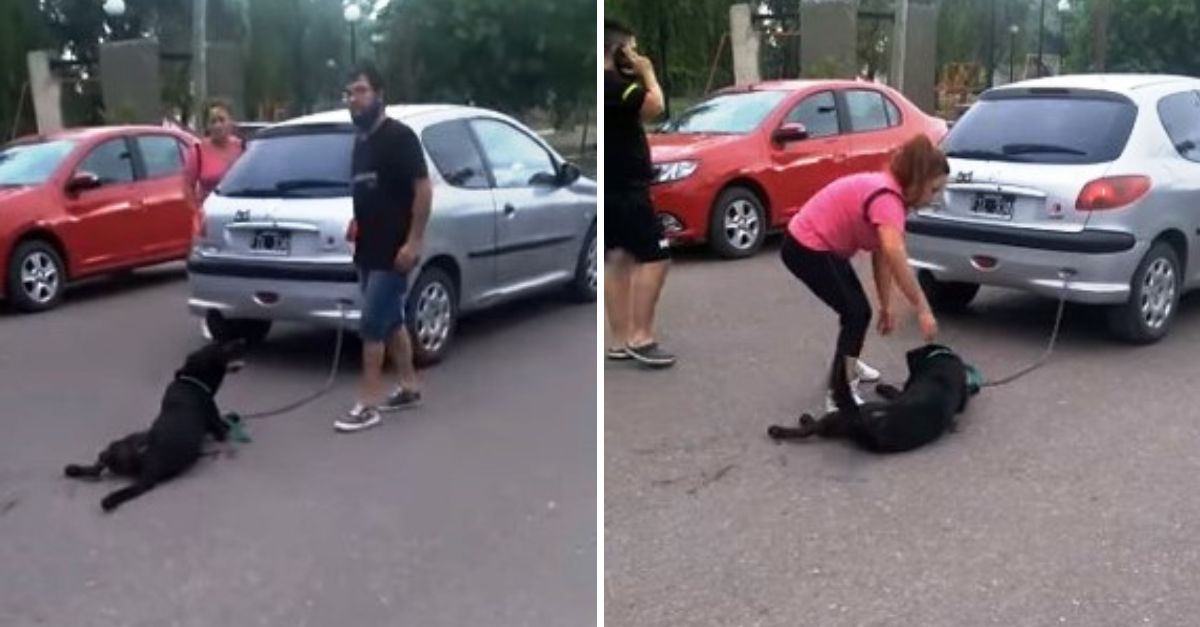 Indignación y dolor: Docente arrastra a su perro atado a un coche como ‘castigo’ y desata clamor por justicia