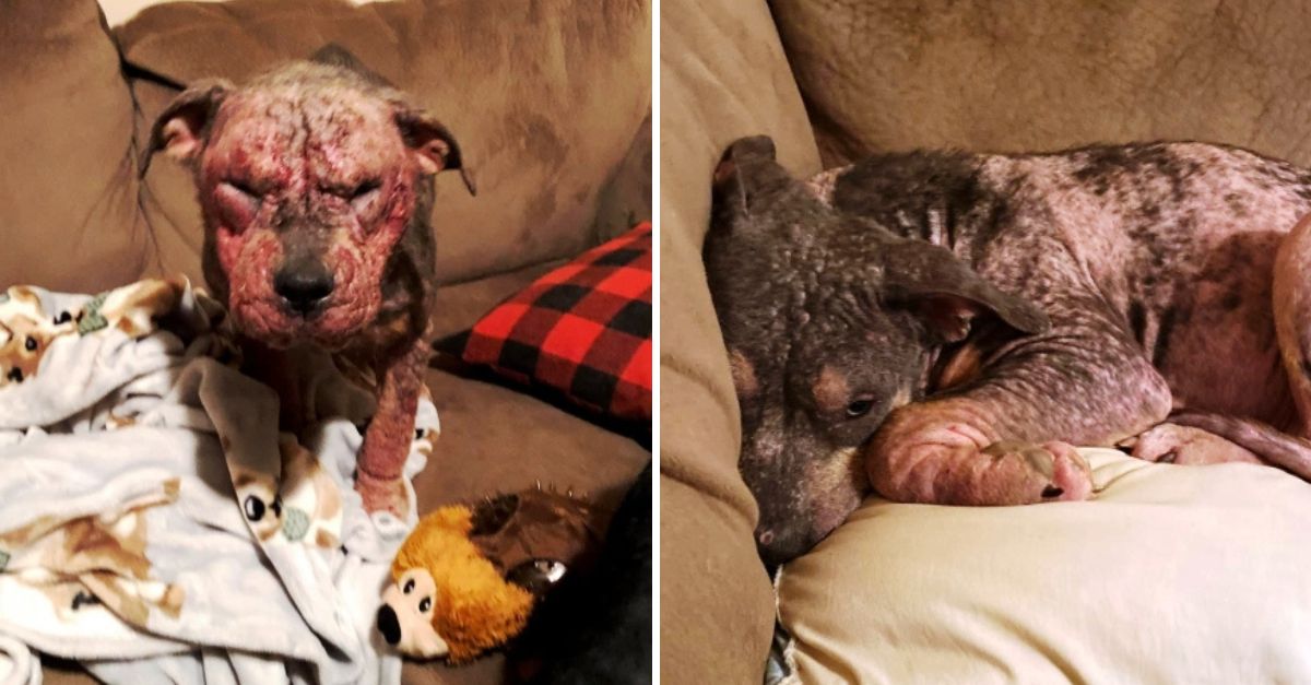 Con la cabeza baja y los ojos tristes, solo pedía amor a pesar de las manchas en su piel