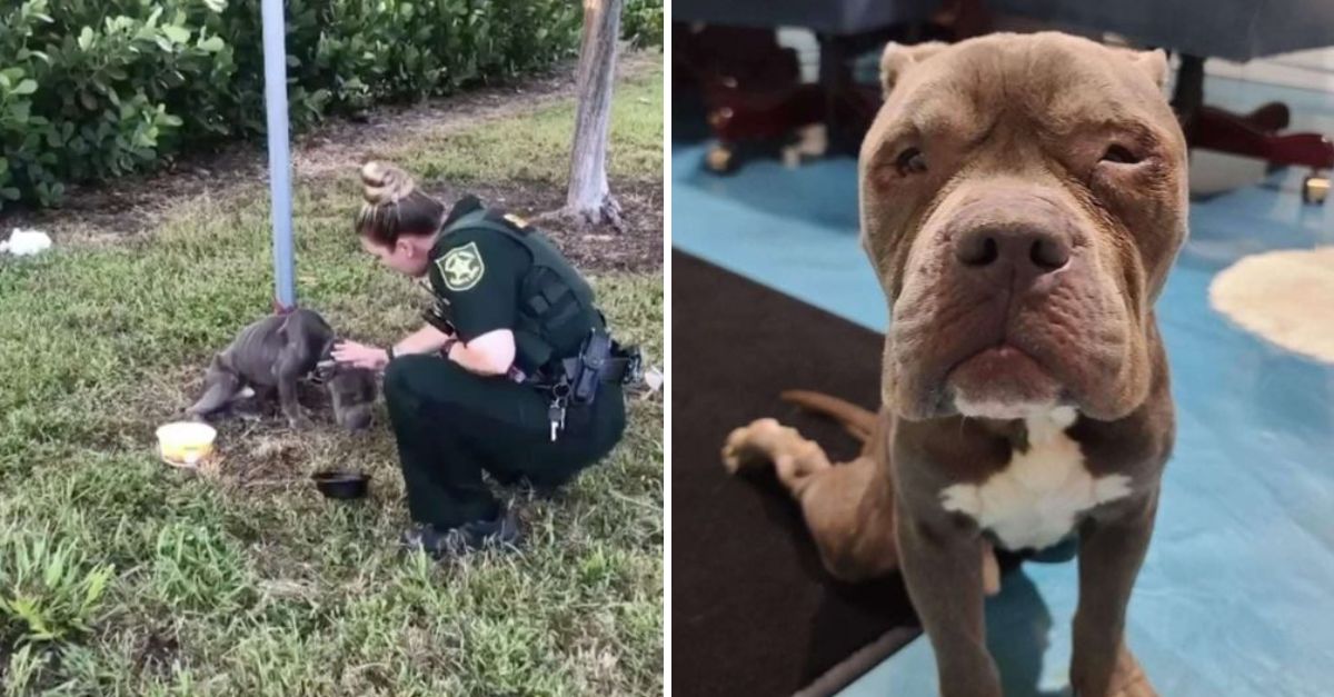 Tied Up and Helpless: Dog Reaches Out a Paw in Desperation as Police Arrive, Breaking Hearts Everywhere