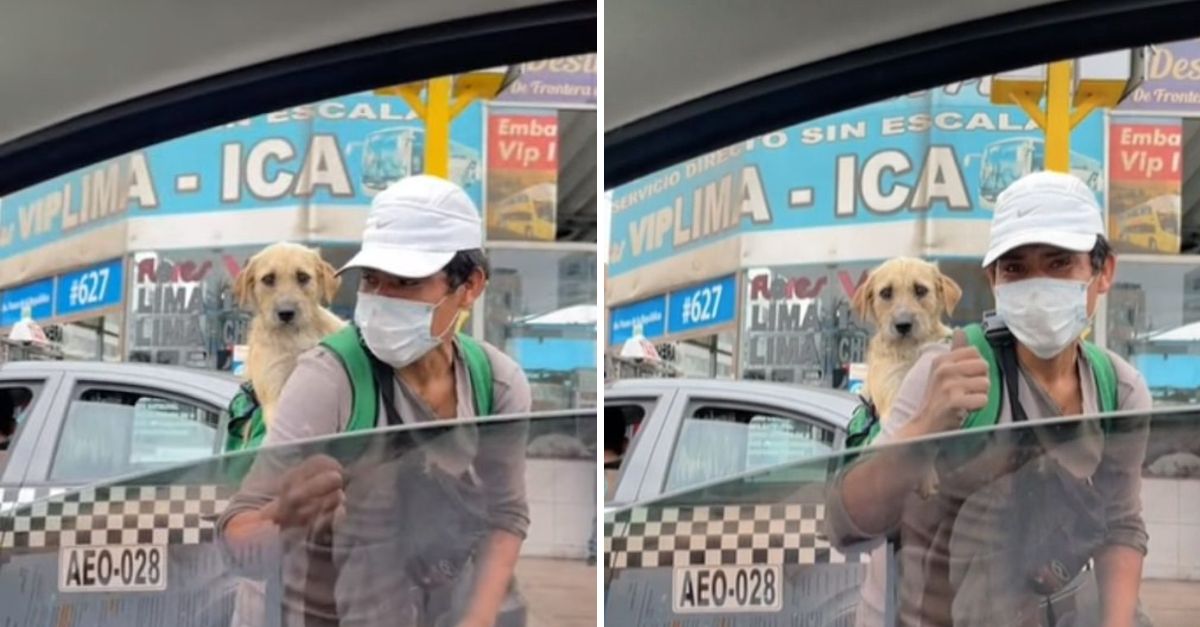 Joven Lucha por un Futuro Mejor Mientras Trabaja en las Calles con su Cachorrito en la Espalda