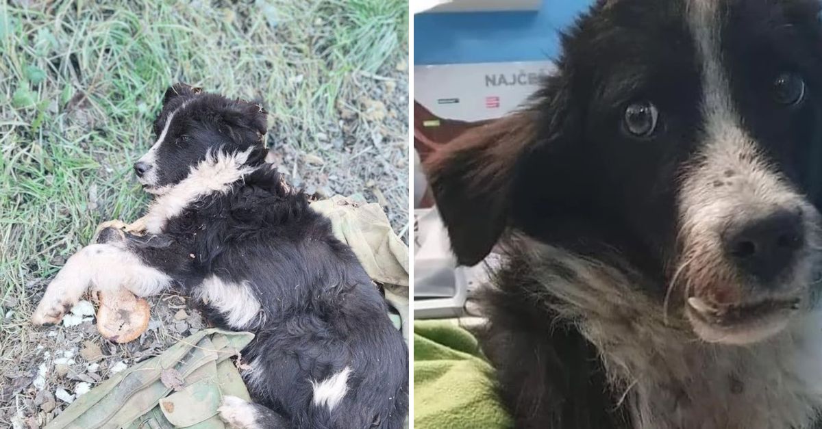 Waiting in Vain: Loyal Dog Curls Up on an Old Shirt, Gazing Into the Distance for an Owner Who Will Never Return