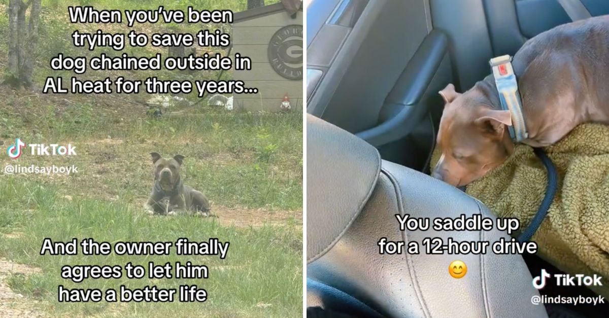 12-Hour Journey to Love: Woman Rescues Mistreated Pit Bull After Years of Trying, Giving Him the Home He Always Deserve