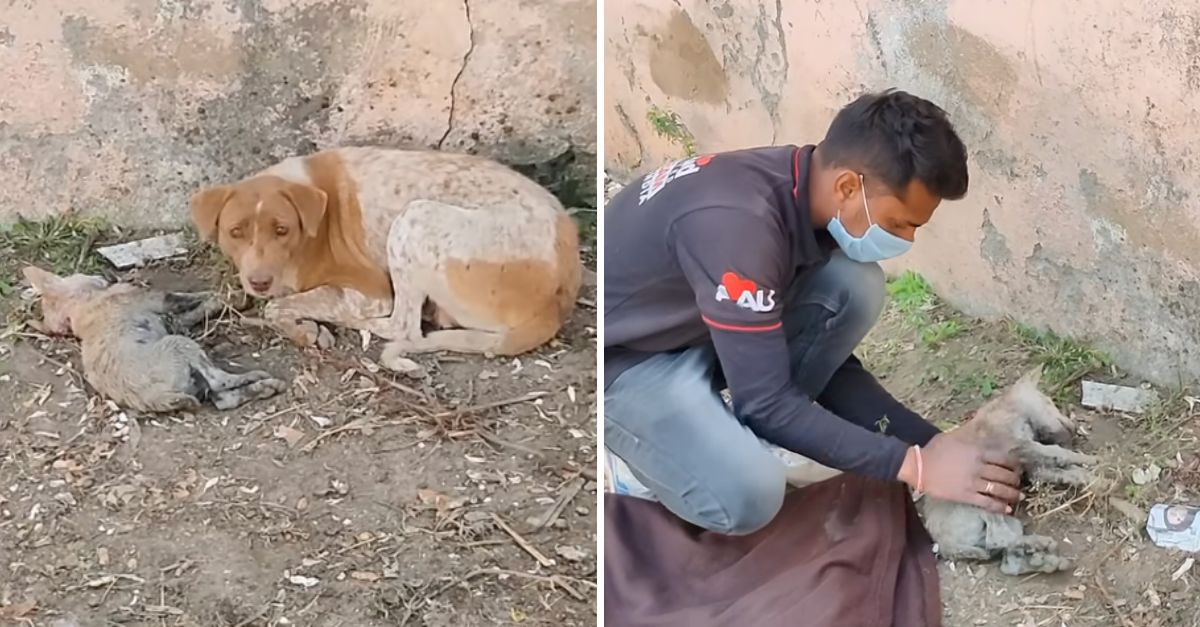 Desgarrador momento: madre perruna suplica ayuda para su cachorro moribundo, aferrándose a la última esperanza de un milagro