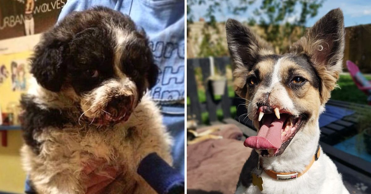 My Brave Little Warrior: Rescued Pup Without a Nose or Leg Defies the Odds and Finds Love in His Forever Home