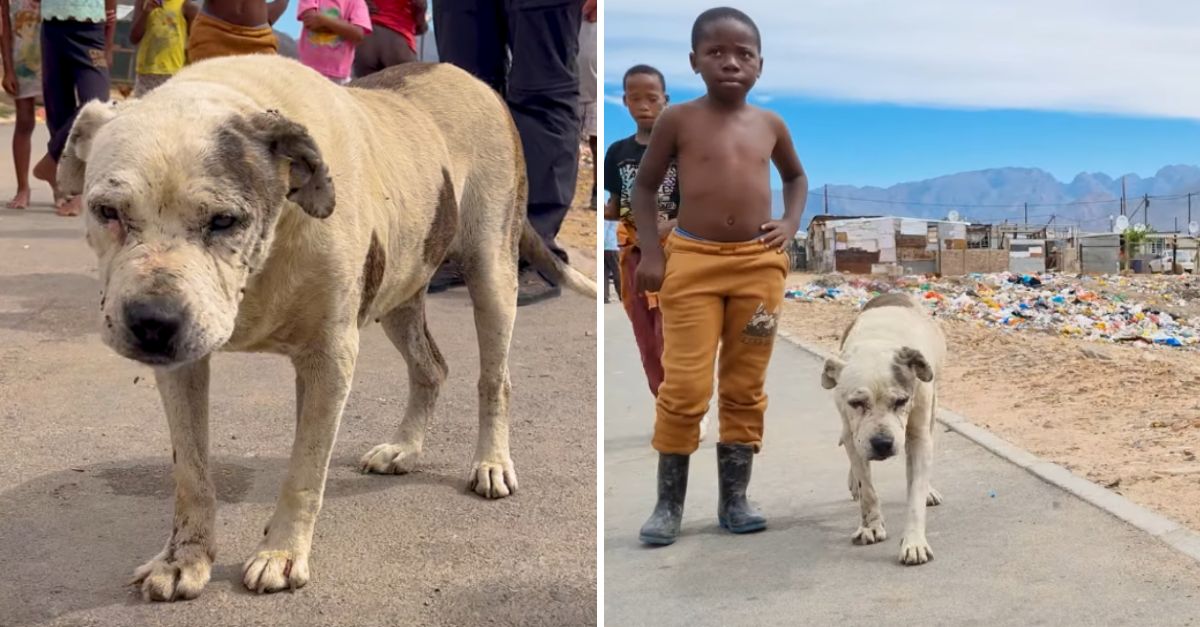 Broken but Brave: Injured Senior Dog Overcomes Trauma to Embrace a Life Filled with Hope and Love